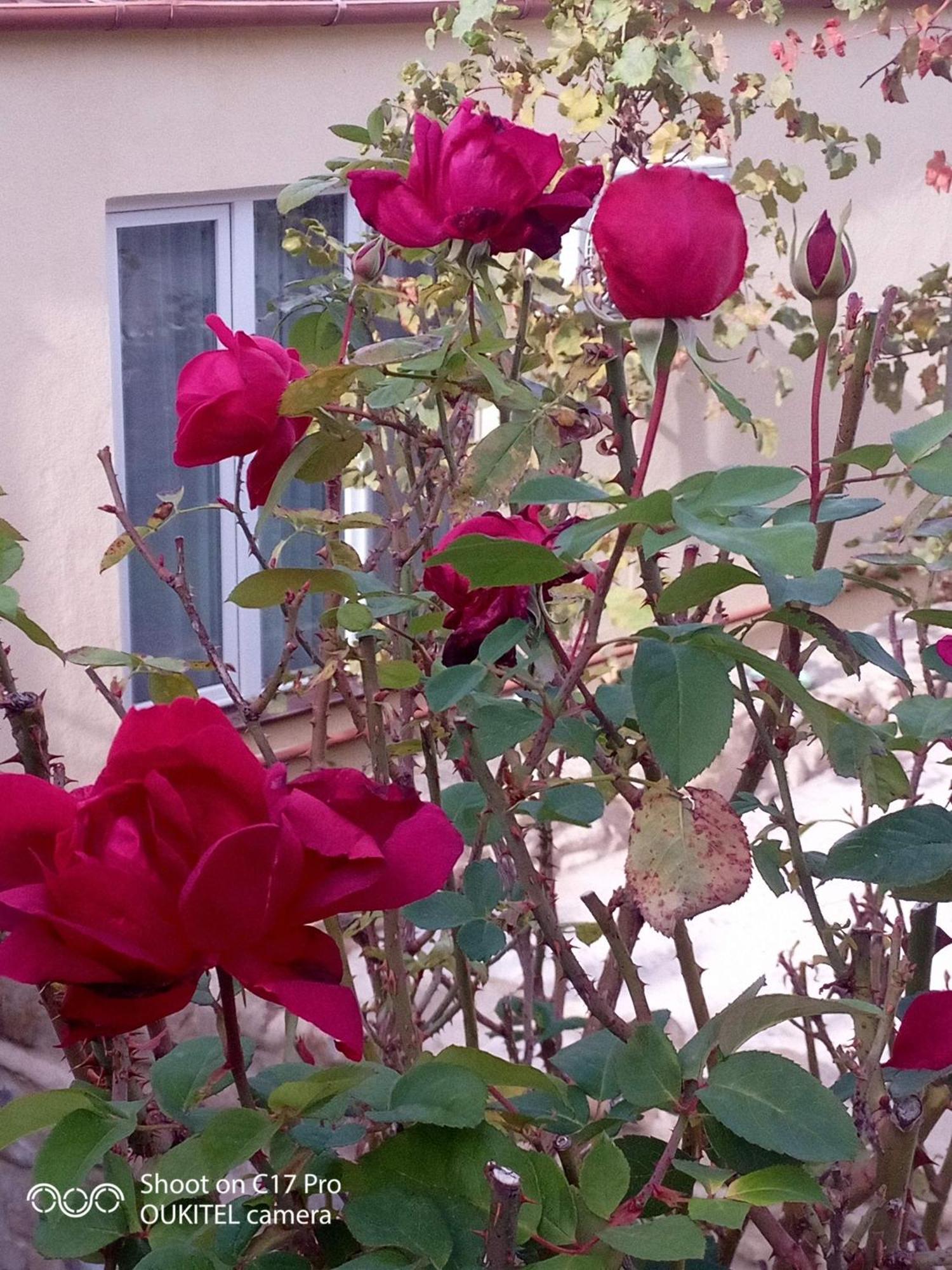 Vigor Hotel Sighnaghi Luaran gambar